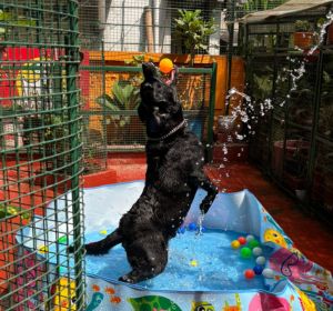Dog enjoying a bubbly bath at Frndz4Paws