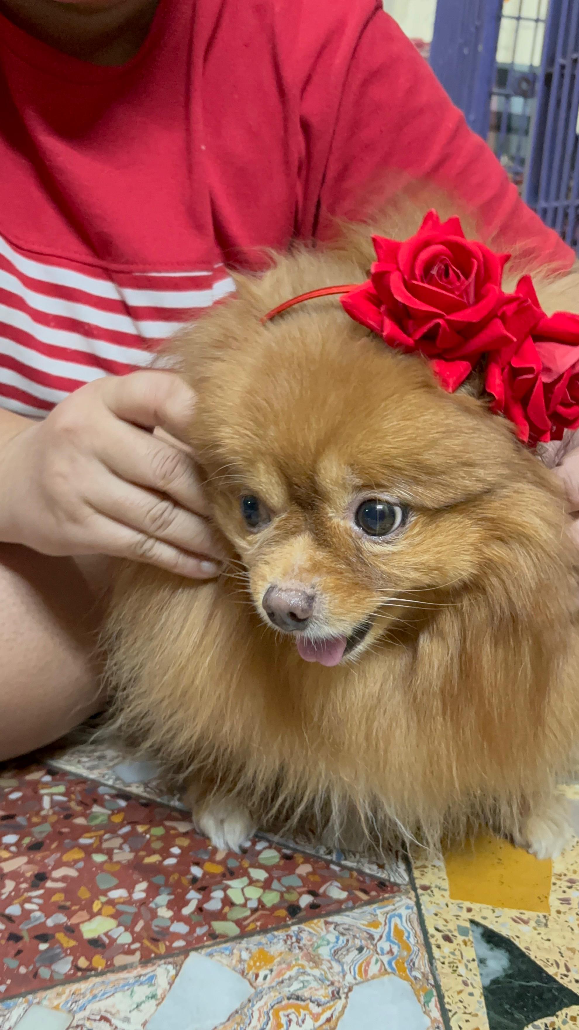 Pomeranian wearing a red rose headband at Frndz4Paws day care