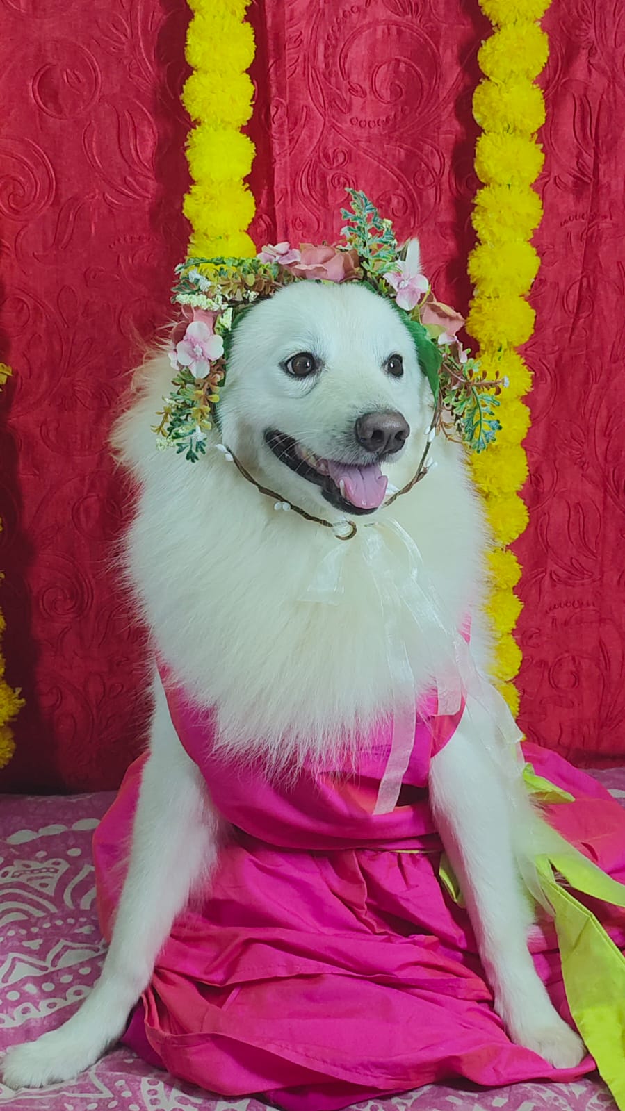 Pomeranian in a pink gown with a flower crown at Frndz4Paws day care