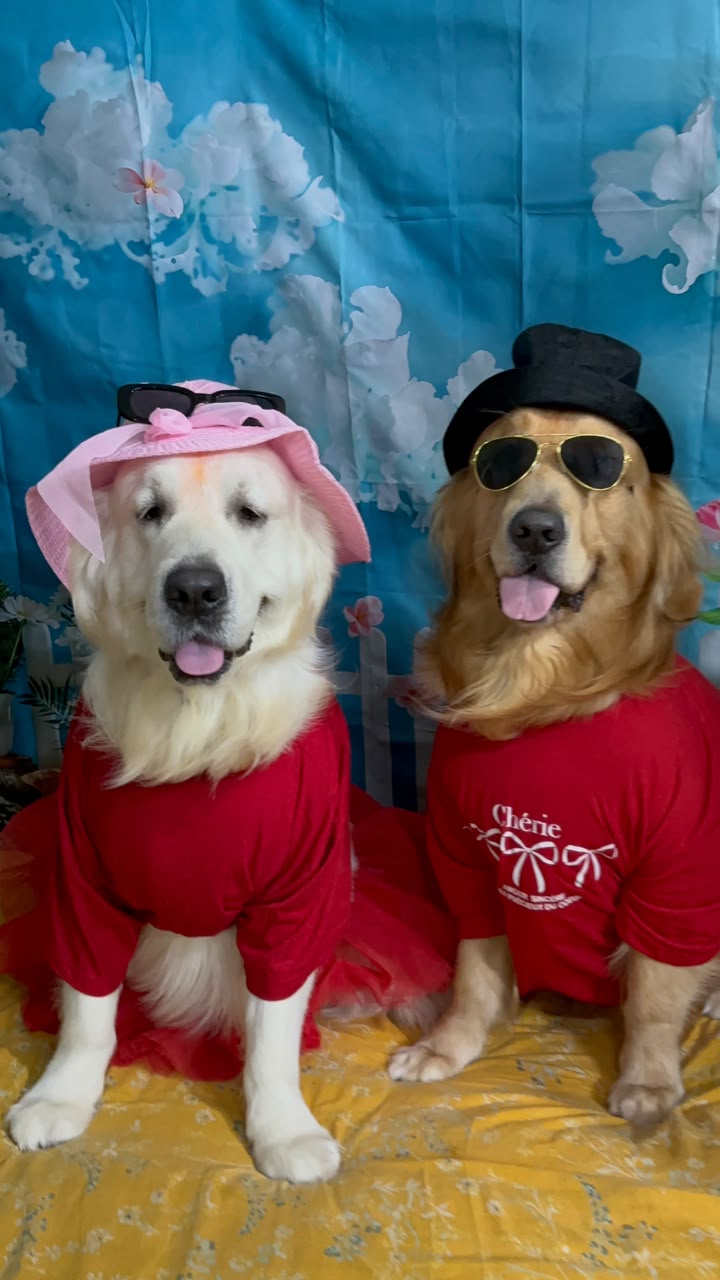 Two Golden Retrievers dressed as dulha and dulhan at Frndz4Paws day care