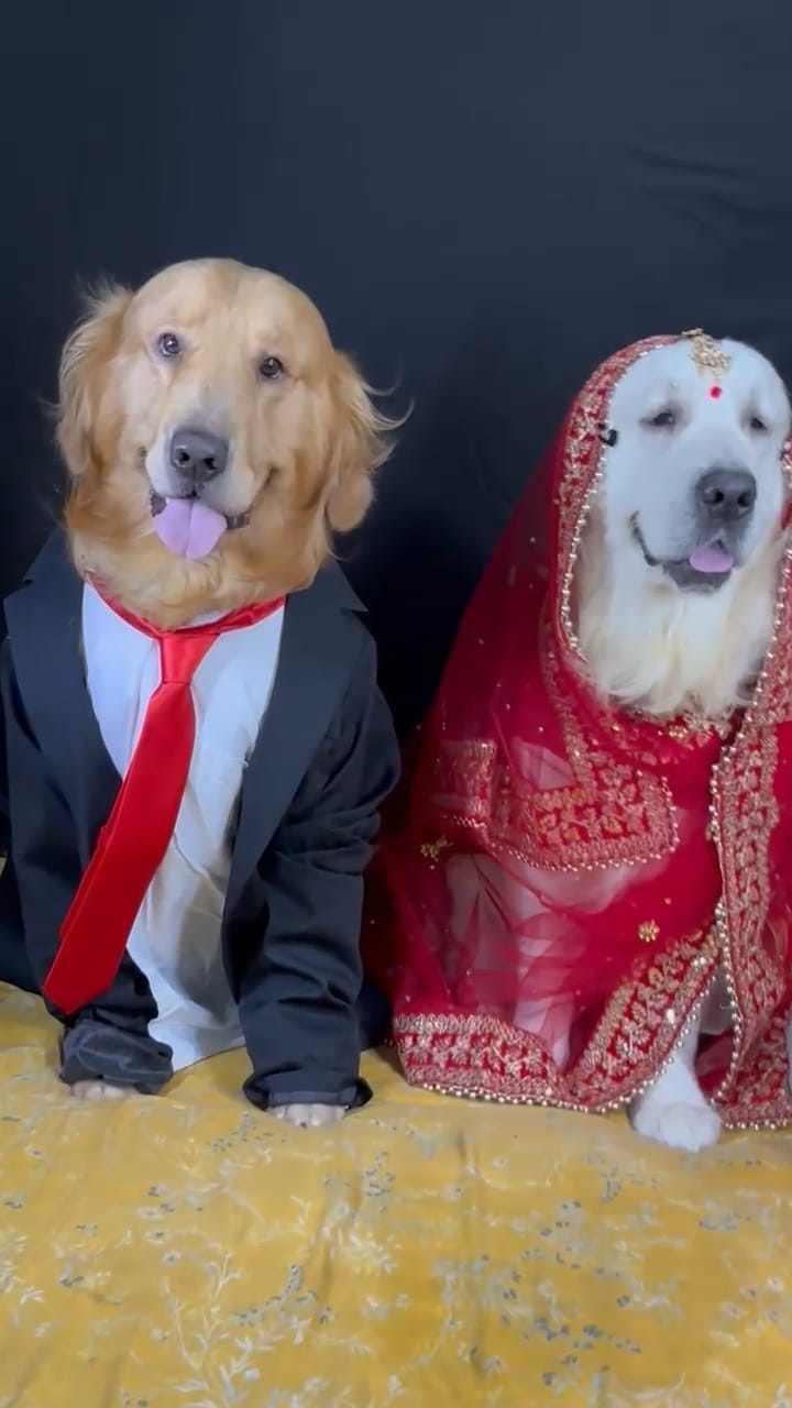Golden Retriever groom in bow tie and hat at Frndz4Paws day care