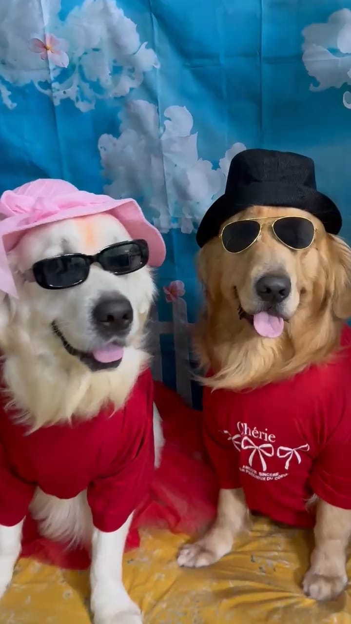 Golden Retriever bride and groom costume duo at Frndz4Paws day care