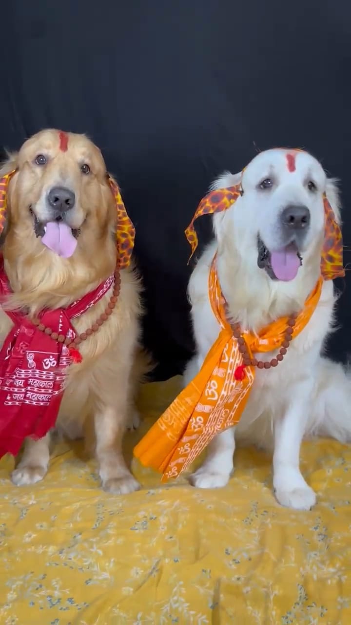 Golden Retriever couple in Indian bridal outfits at Frndz4Paws day care