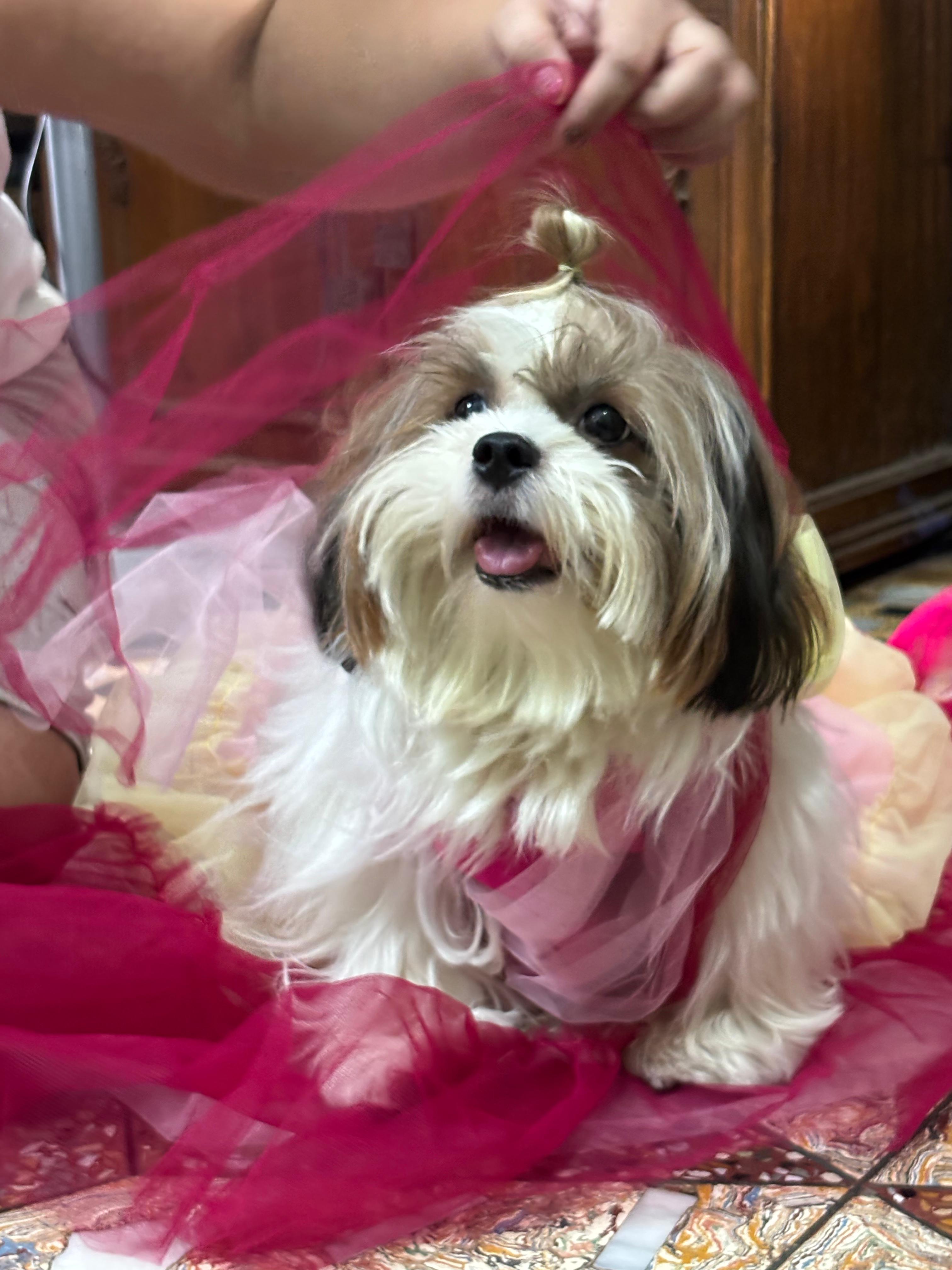 Shih Tzu in a pink tutu having fun at Frndz4Paws day care