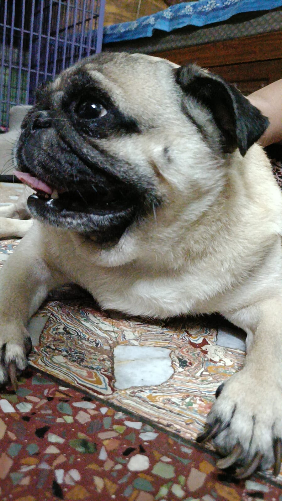 Relaxed pug lounging during day care at Frndz4Paws