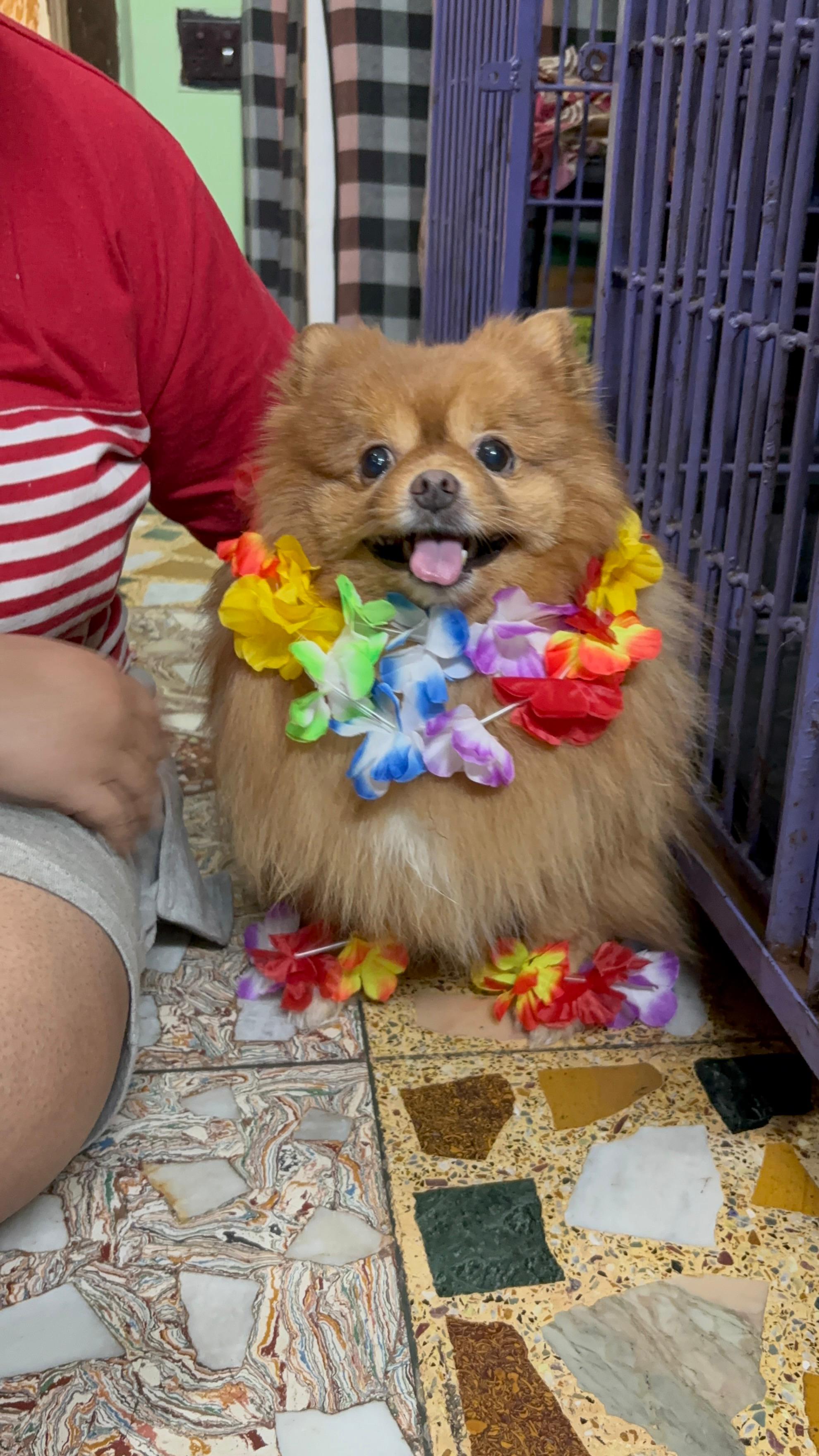 Pomeranian wearing a colourful flower lei at Frndz4Paws day care