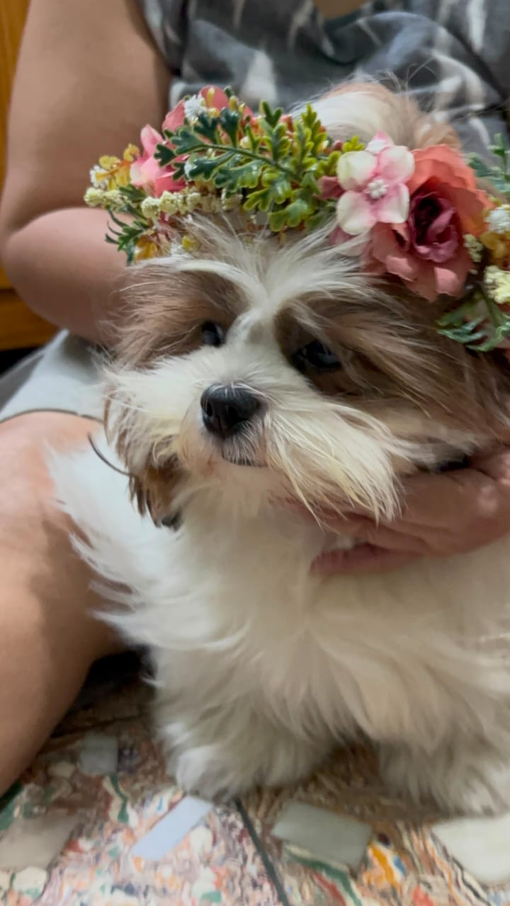 Shih Tzu wearing a floral crown at Frndz4Paws day care