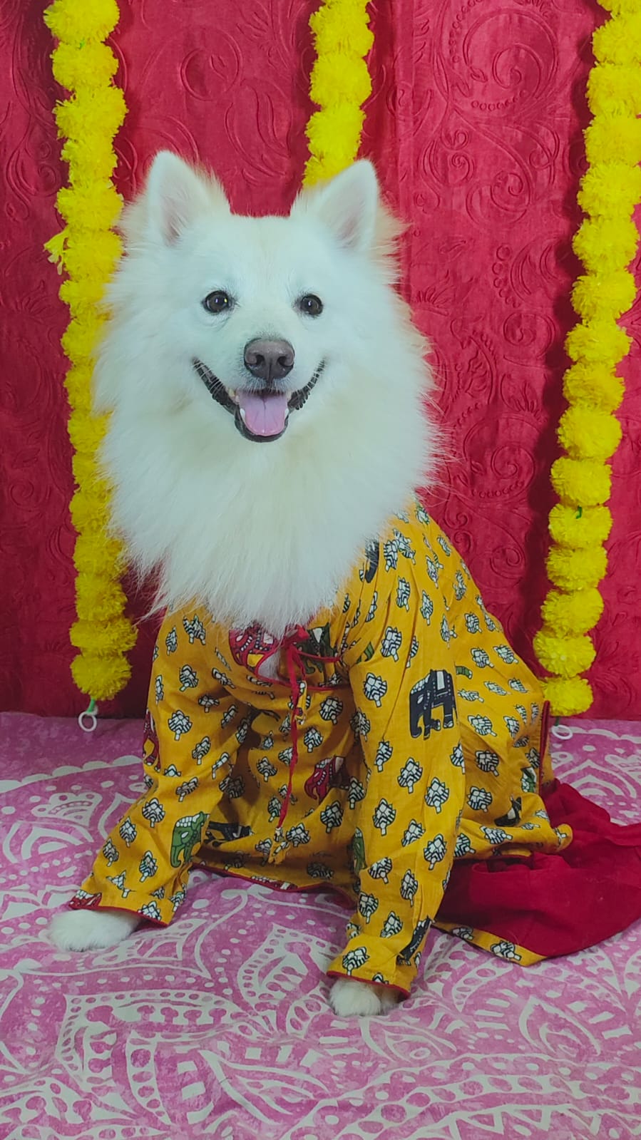 Pomeranian dressed in a yellow festive kurta pajama at Frndz4Paws day care