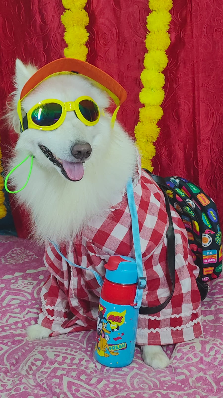 Pomeranian wearing sunglasses, a cap and a backpack at Frndz4Paws day care