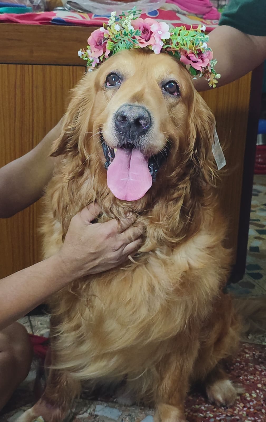 Dog enjoying cuddle time at Frndz4Paws day care