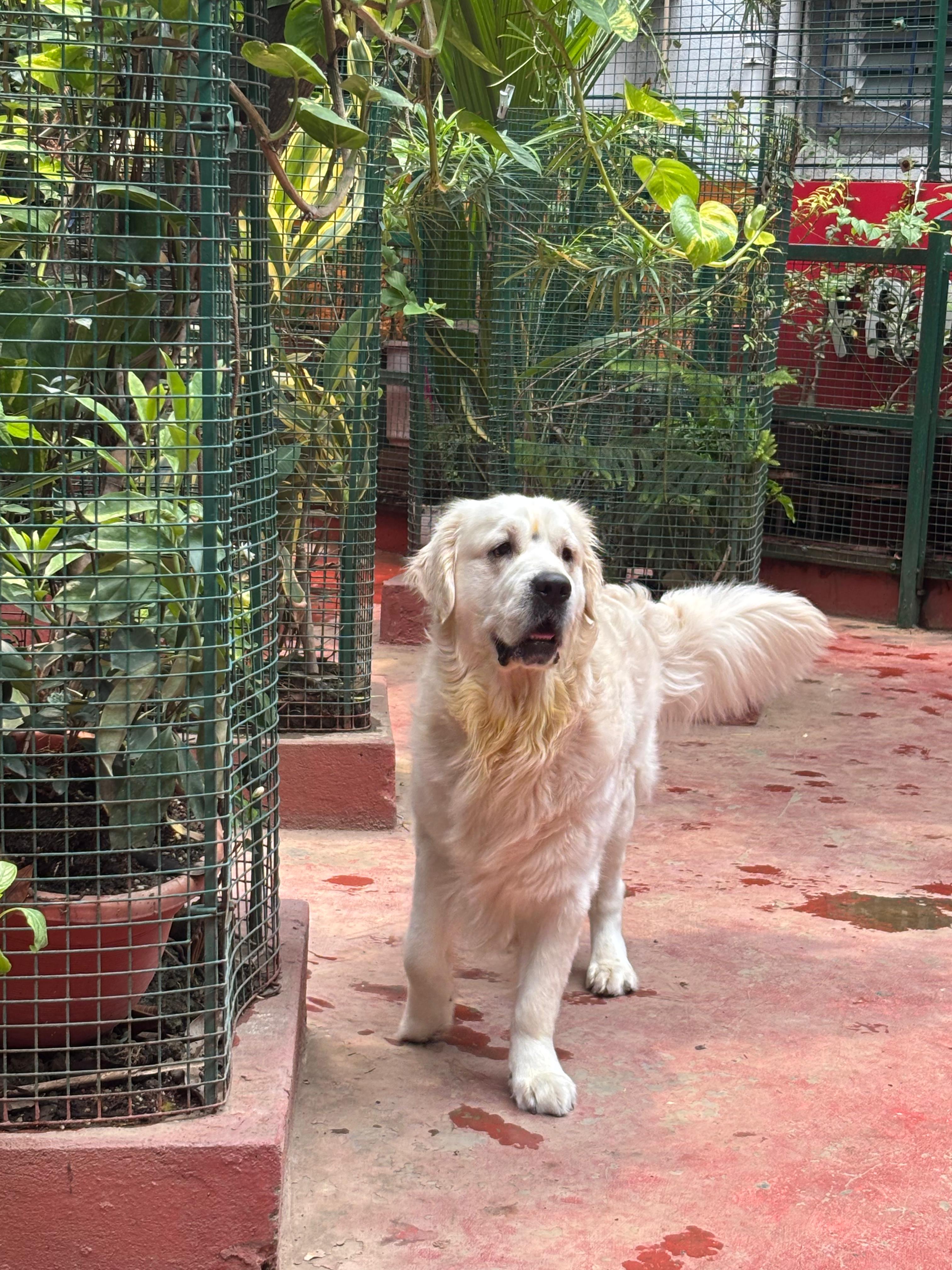 Dogs playing in the outdoor yard at Frndz4Paws day care