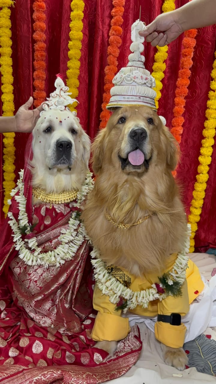 Golden Retriever dressed in royal festival costume
