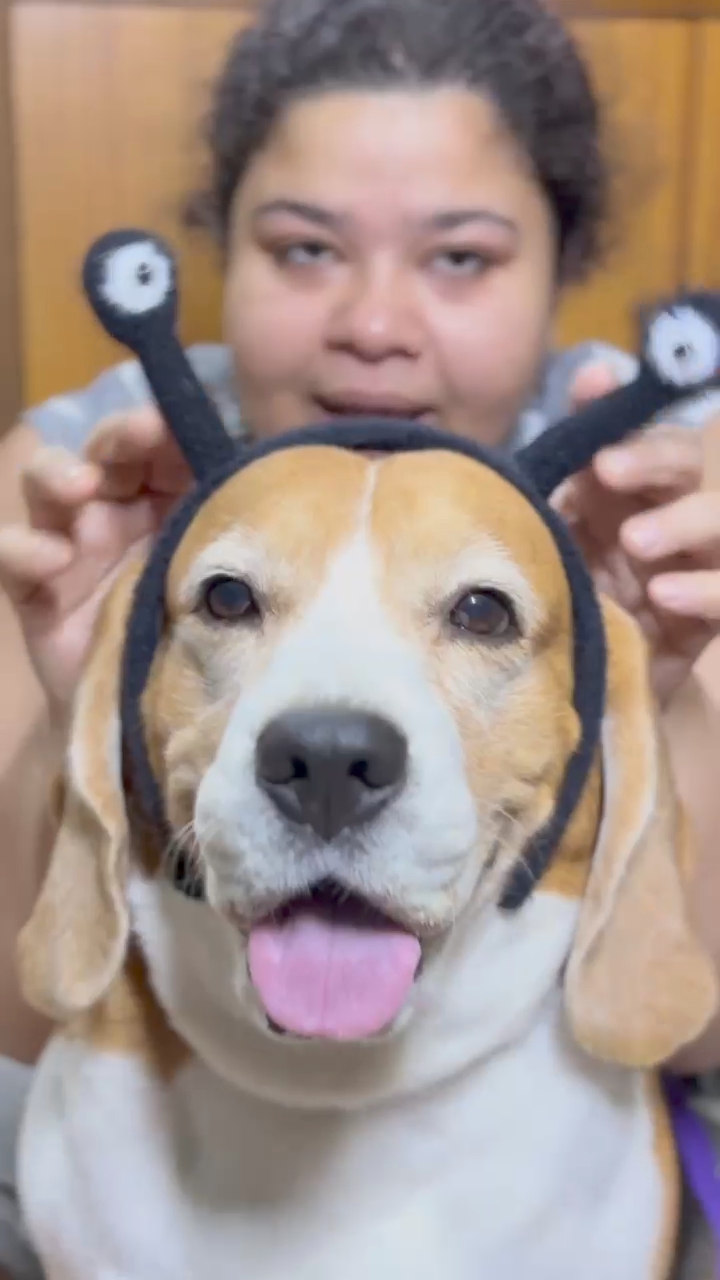 Beagle wearing an alien antenna headband