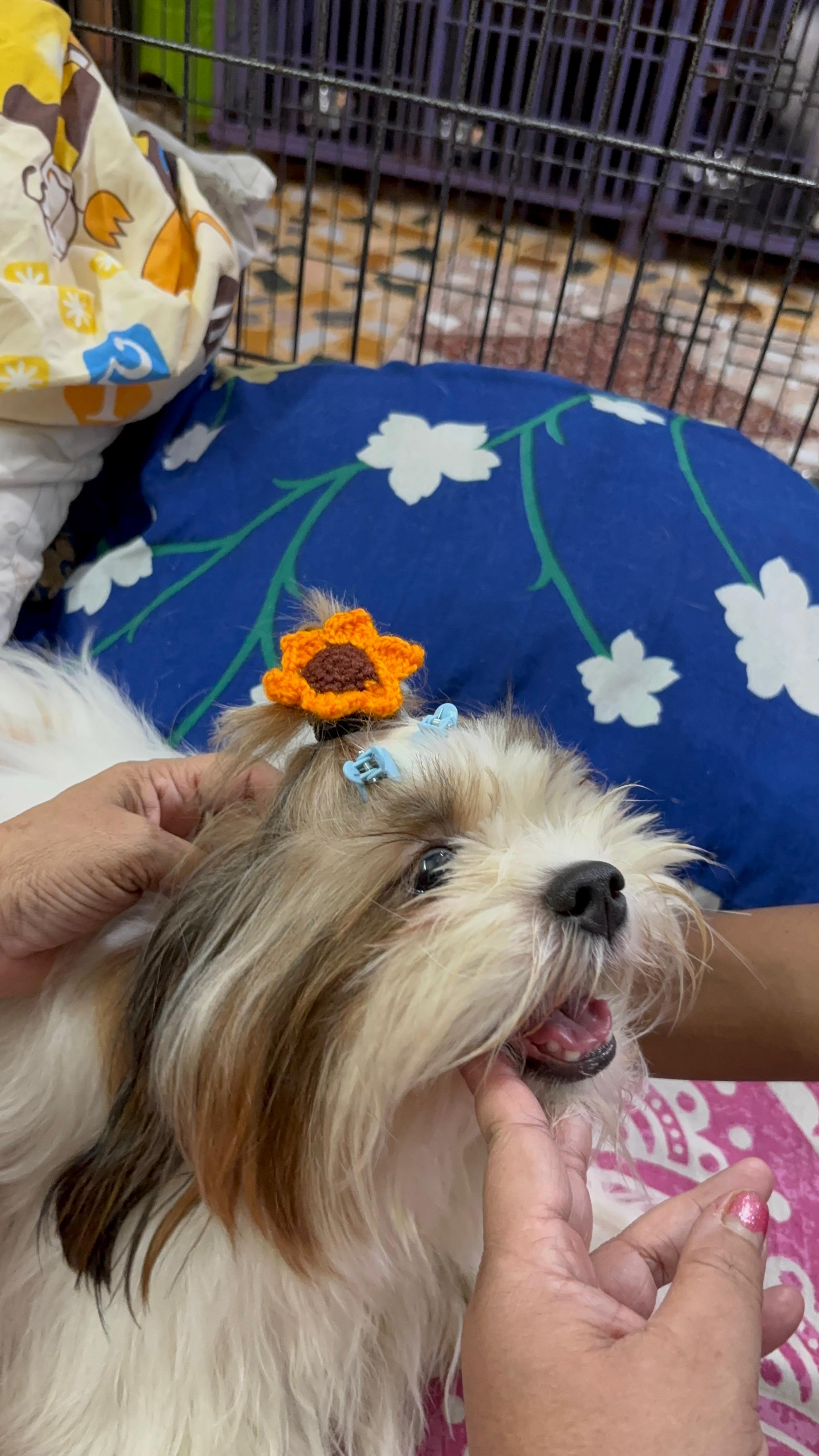 Shih Tzu with a flower clip after a grooming session