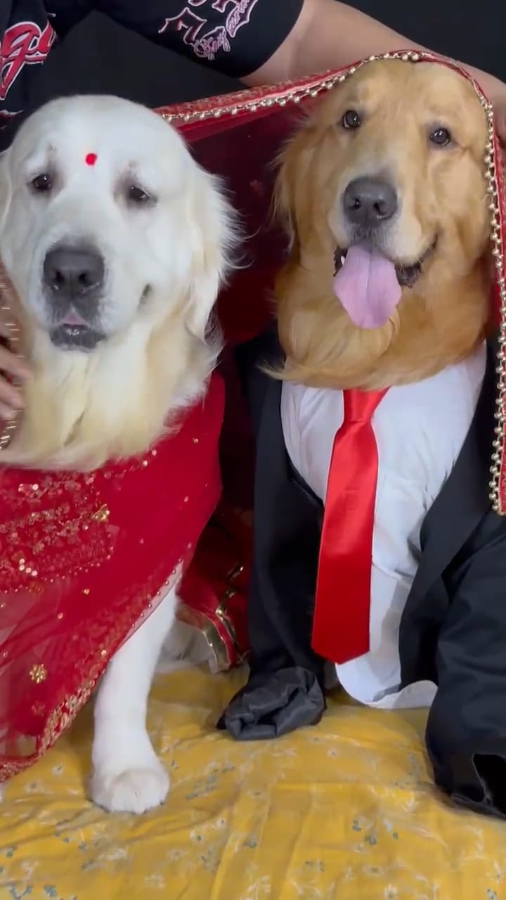 Two Golden Retrievers in dulha-dulhan bridal costumes at Frndz4Paws