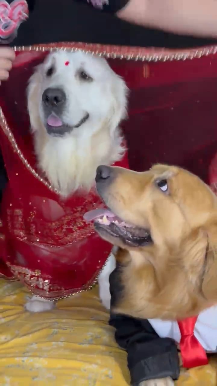 Shih Tzu in a bridal lehenga outfit at Frndz4Paws