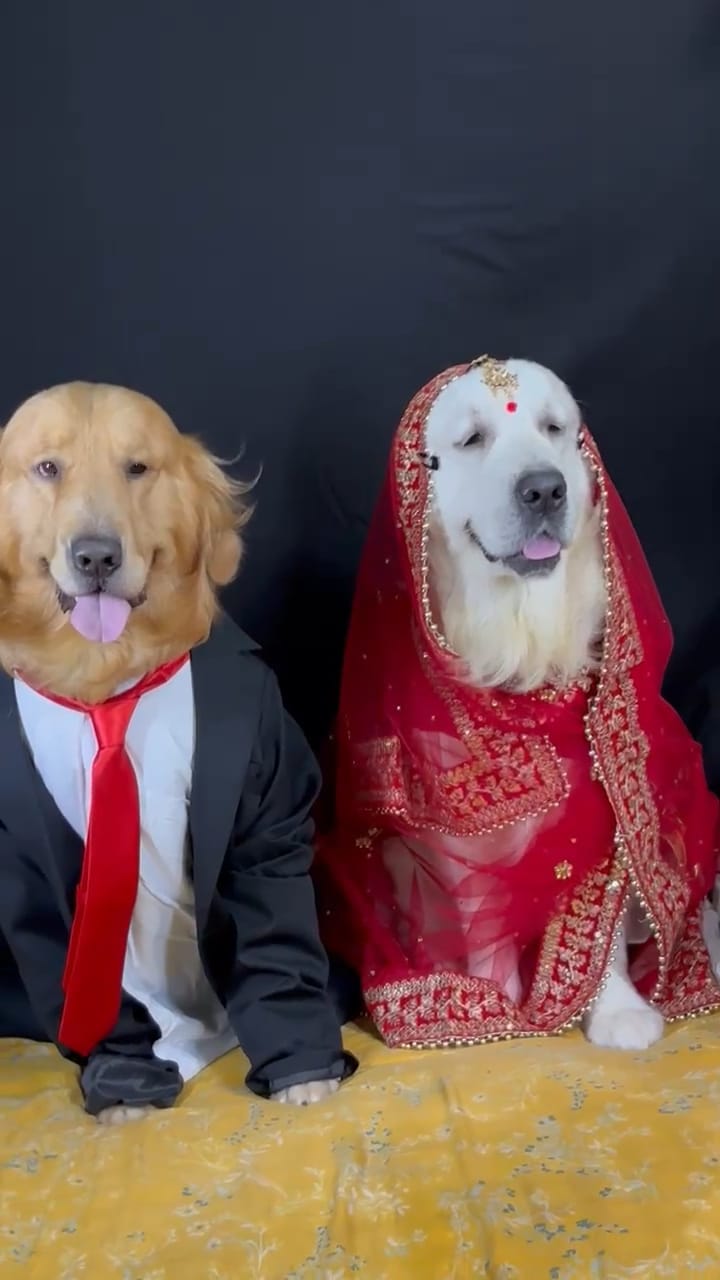 Golden Retriever dressed as a groom at Frndz4Paws