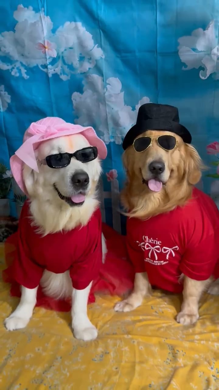 Golden Retriever couple in Indian wedding costumes at Frndz4Paws