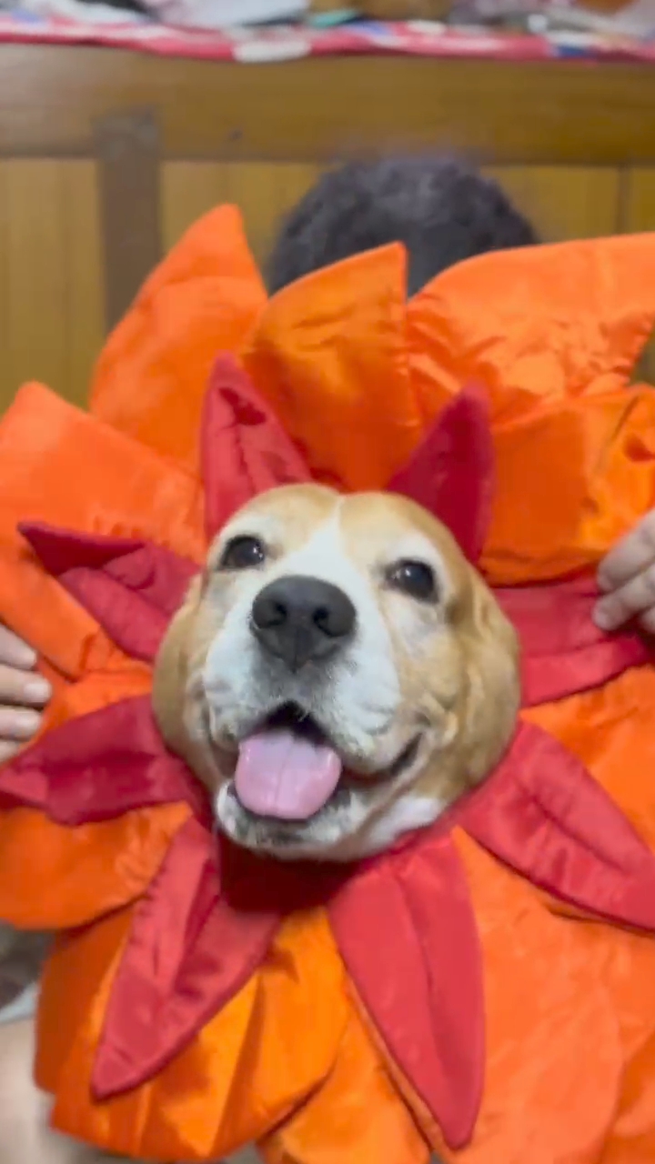 Beagle dressed up as a sunflower
