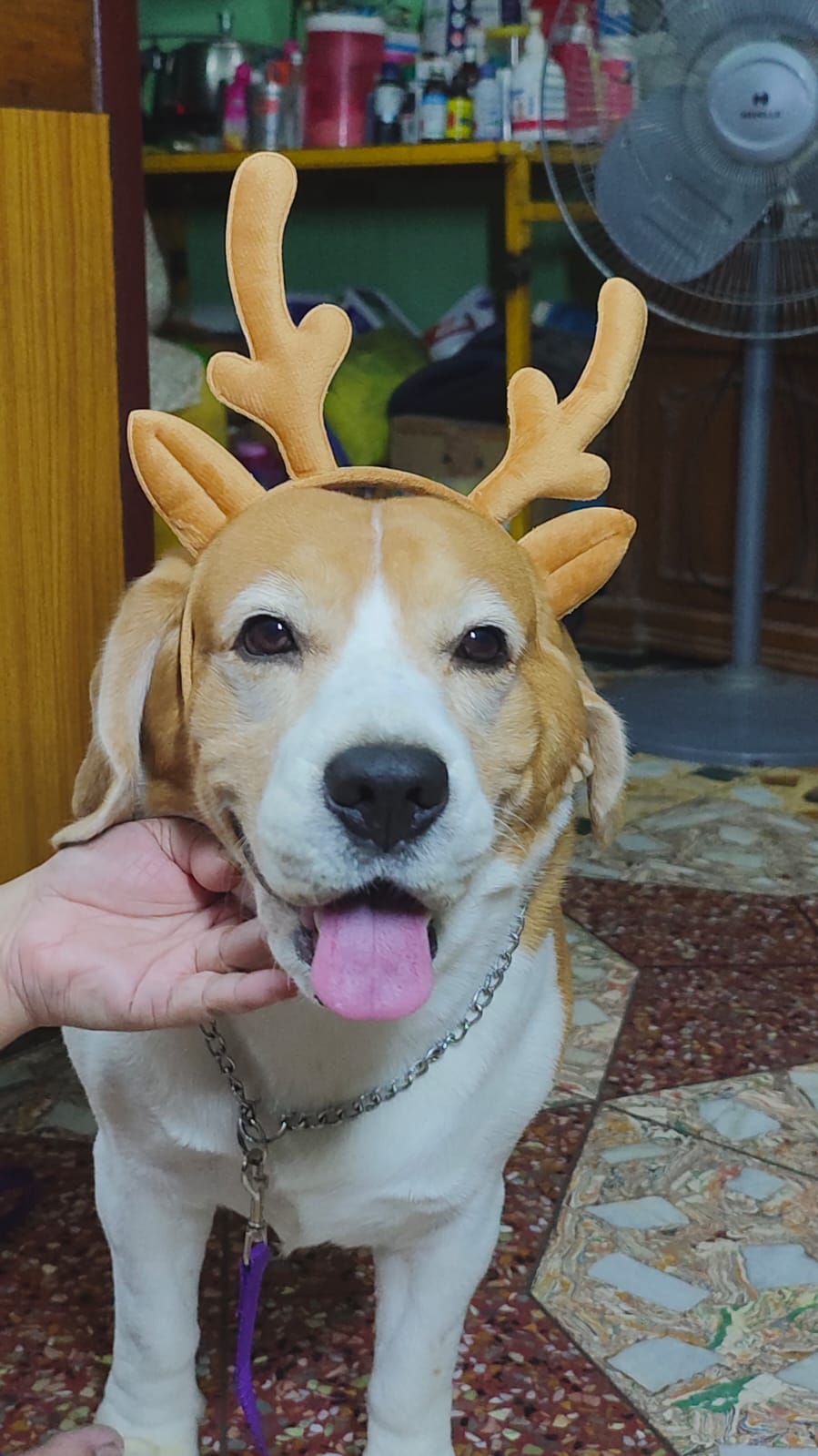 Beagle wearing reindeer antlers