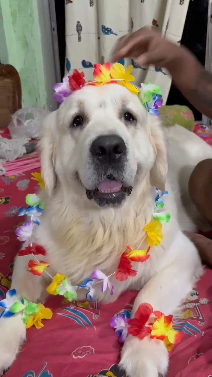 Golden Retriever wearing a colourful flower garland