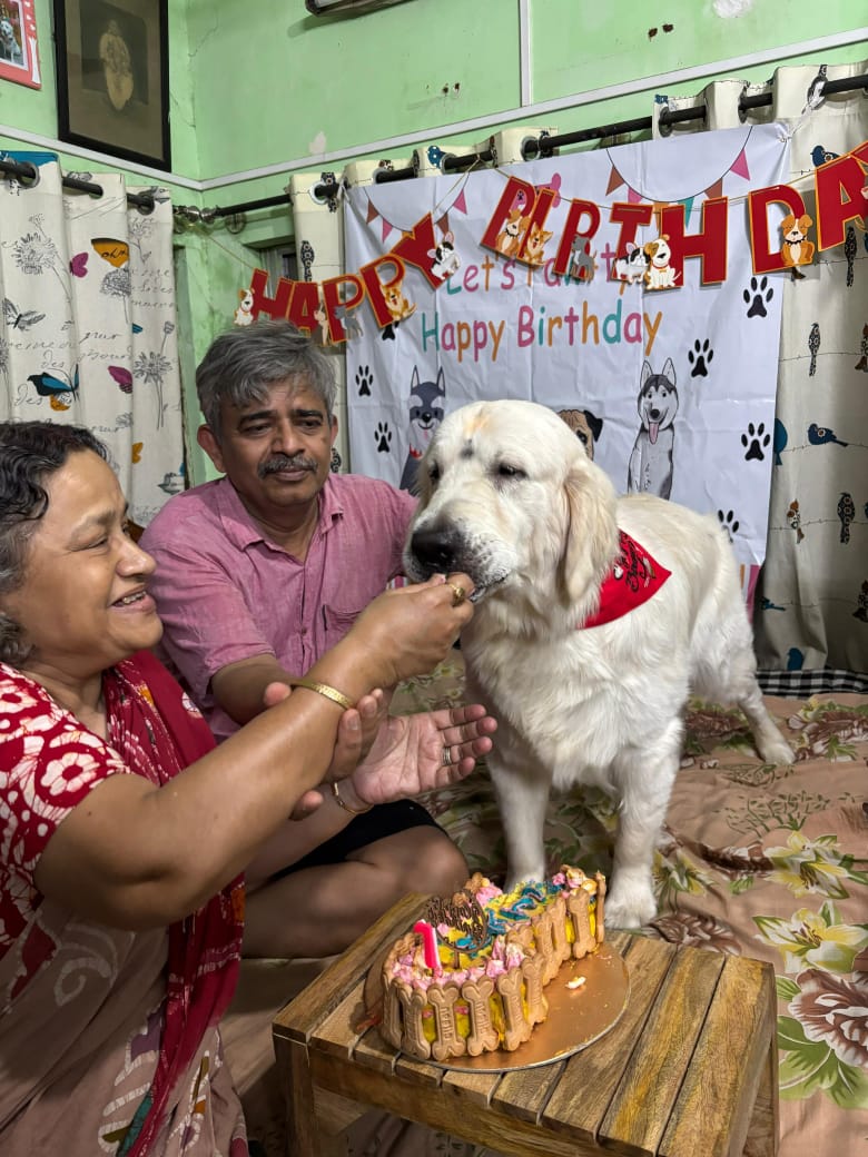 Golden Retriever celebrating its birthday with family and a cake