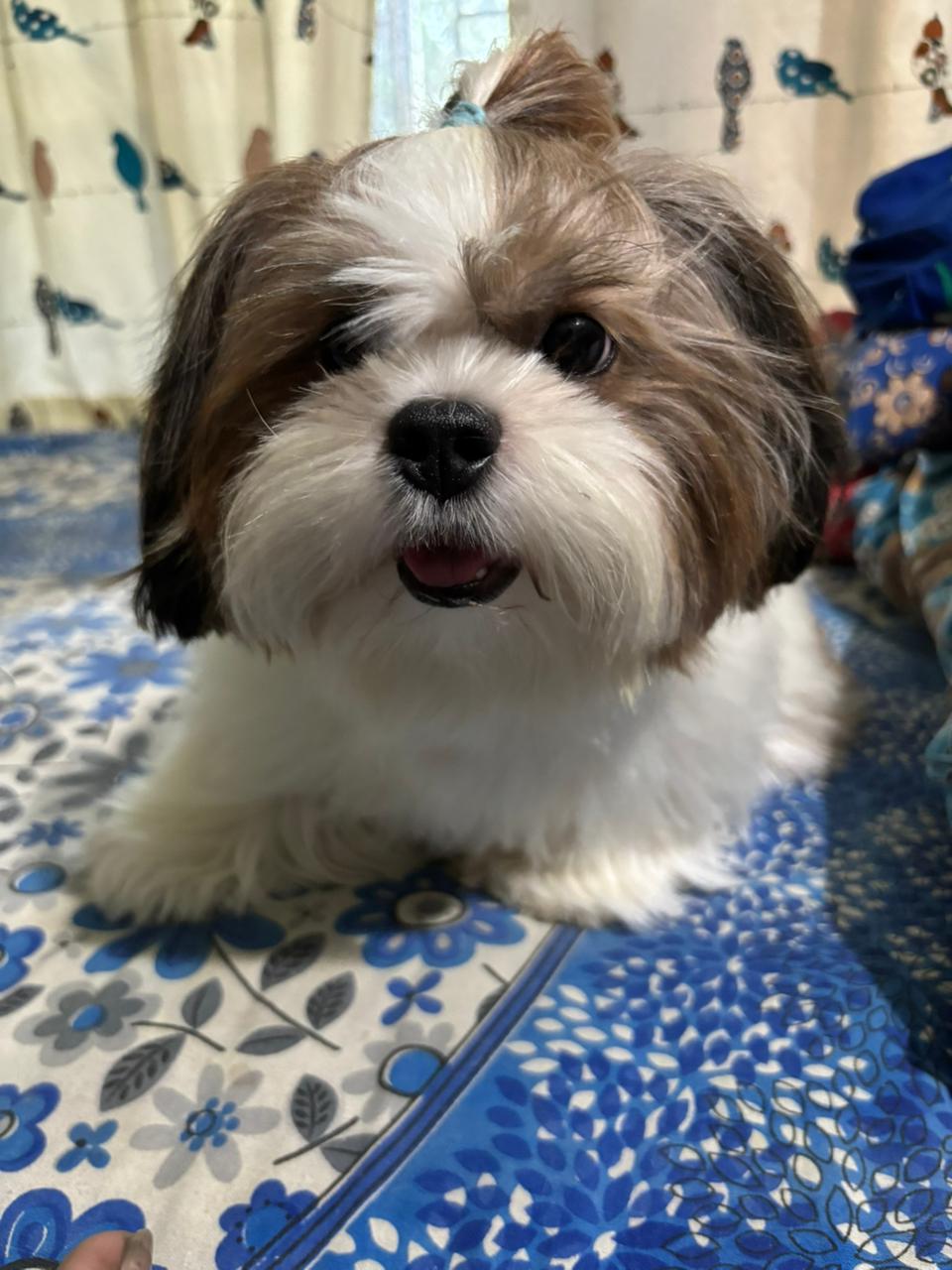 Freshly groomed Shih Tzu puppy with a topknot bow