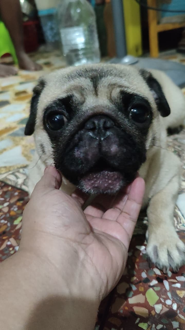 Pug being affectionately petted by hand
