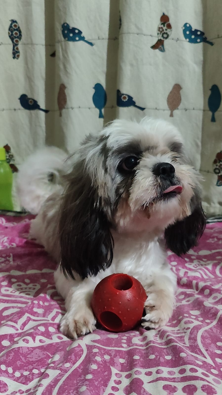 Shih Tzu playing with a red chew toy