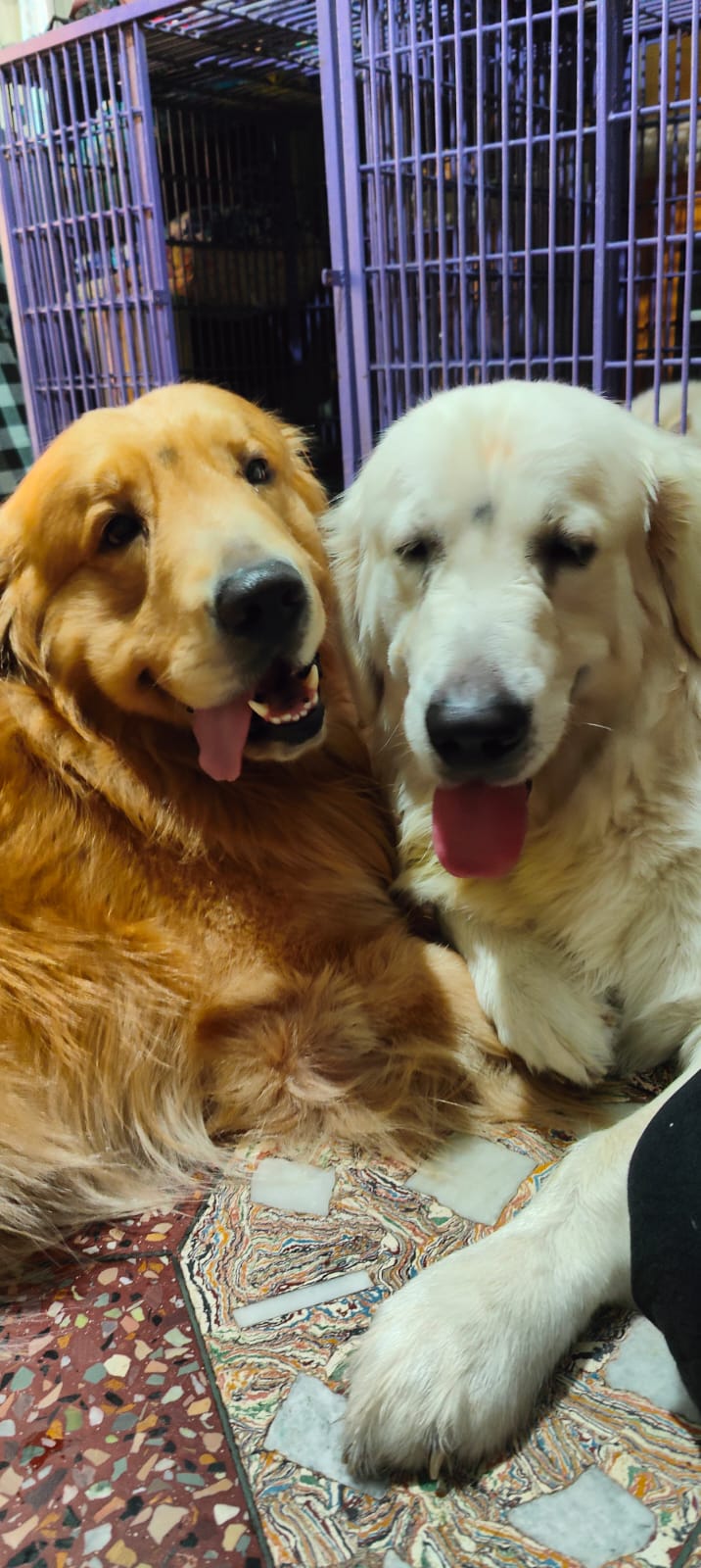 Two Golden Retrievers cuddling together