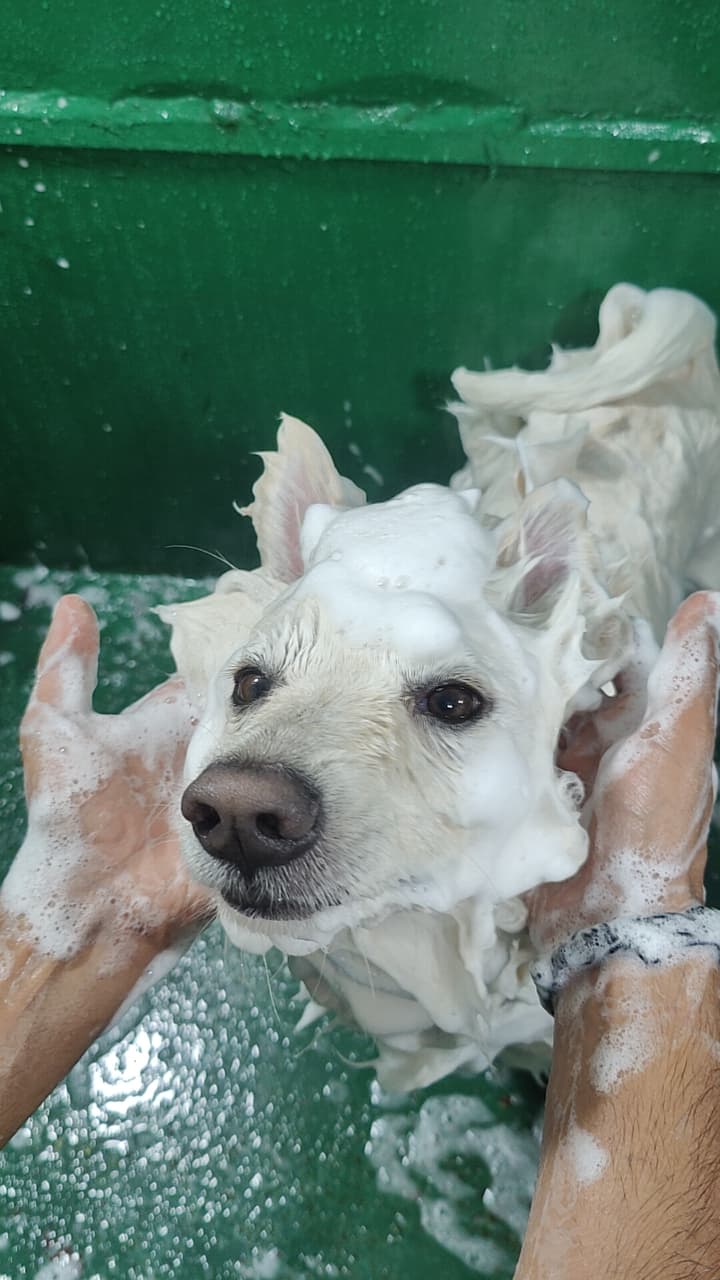 Dog covered in grooming bath suds