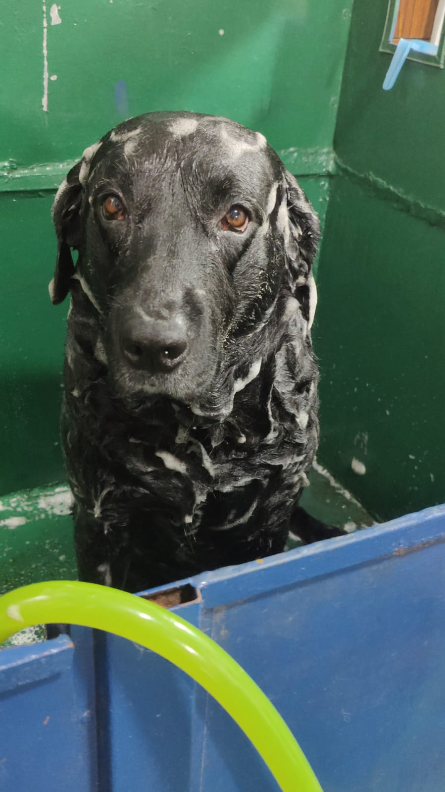 Black Labrador mid-bath at grooming studio