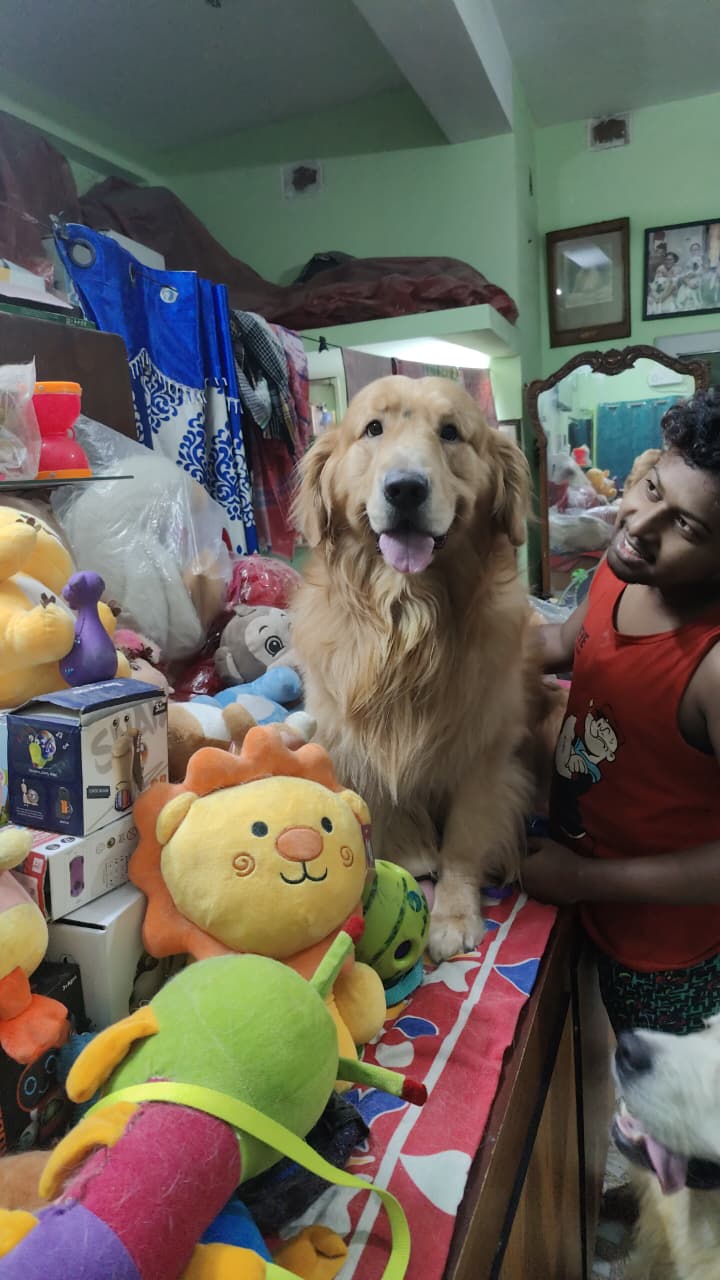 Happy Golden Retriever playing with toys at Frndz4Paws