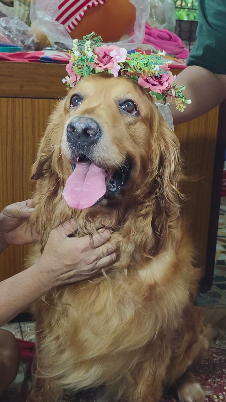 Golden Retriever wearing a flower crown
