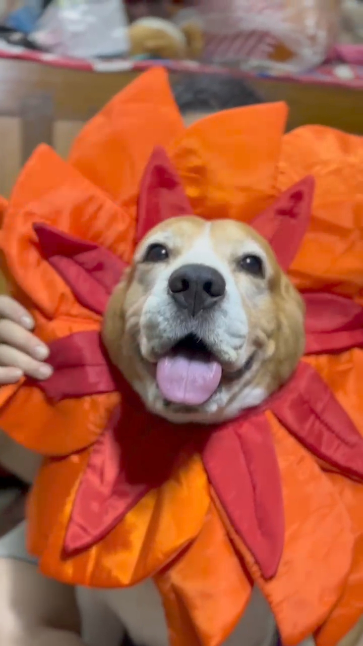Beagle in a sunflower costume