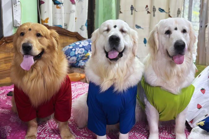 Happy dogs at Frndz4Paws