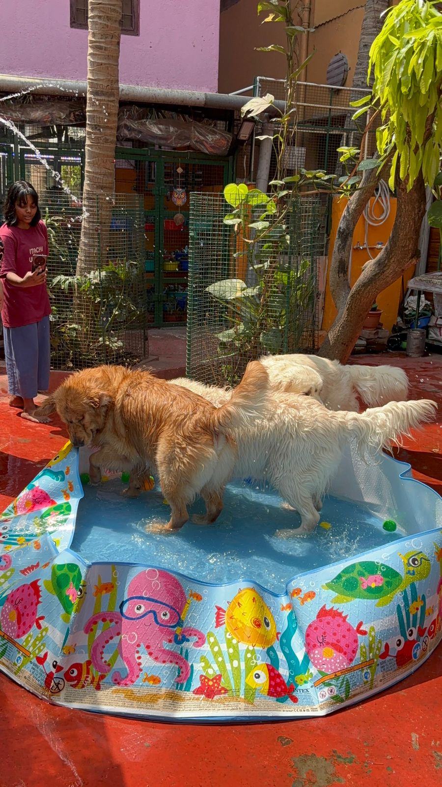 Golden Retrievers playing in a kiddie pool at Frndz4Paws pet creche while staff supervise