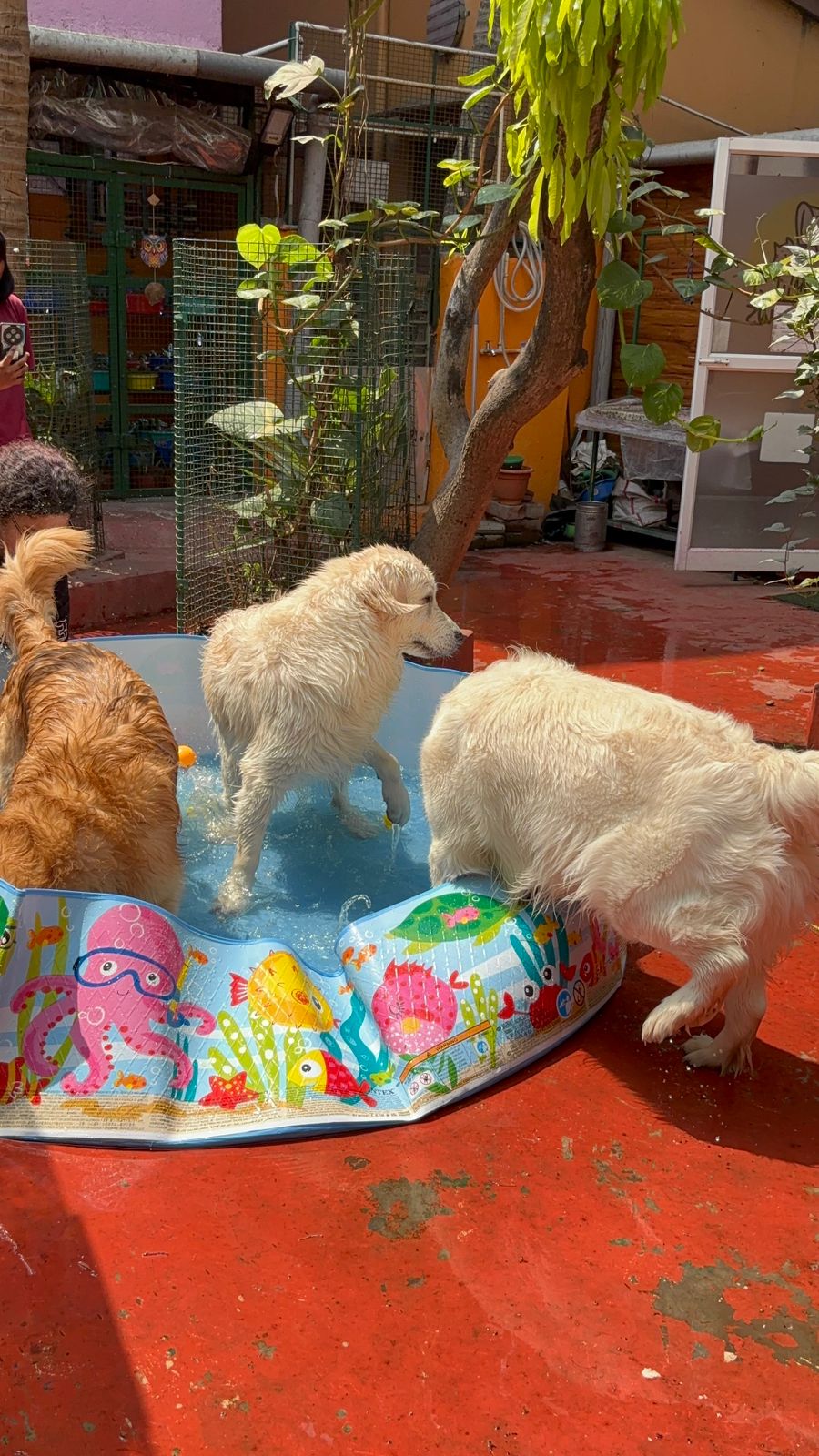 Golden Retrievers crowding around the splash pool at Frndz4Paws pet creche
