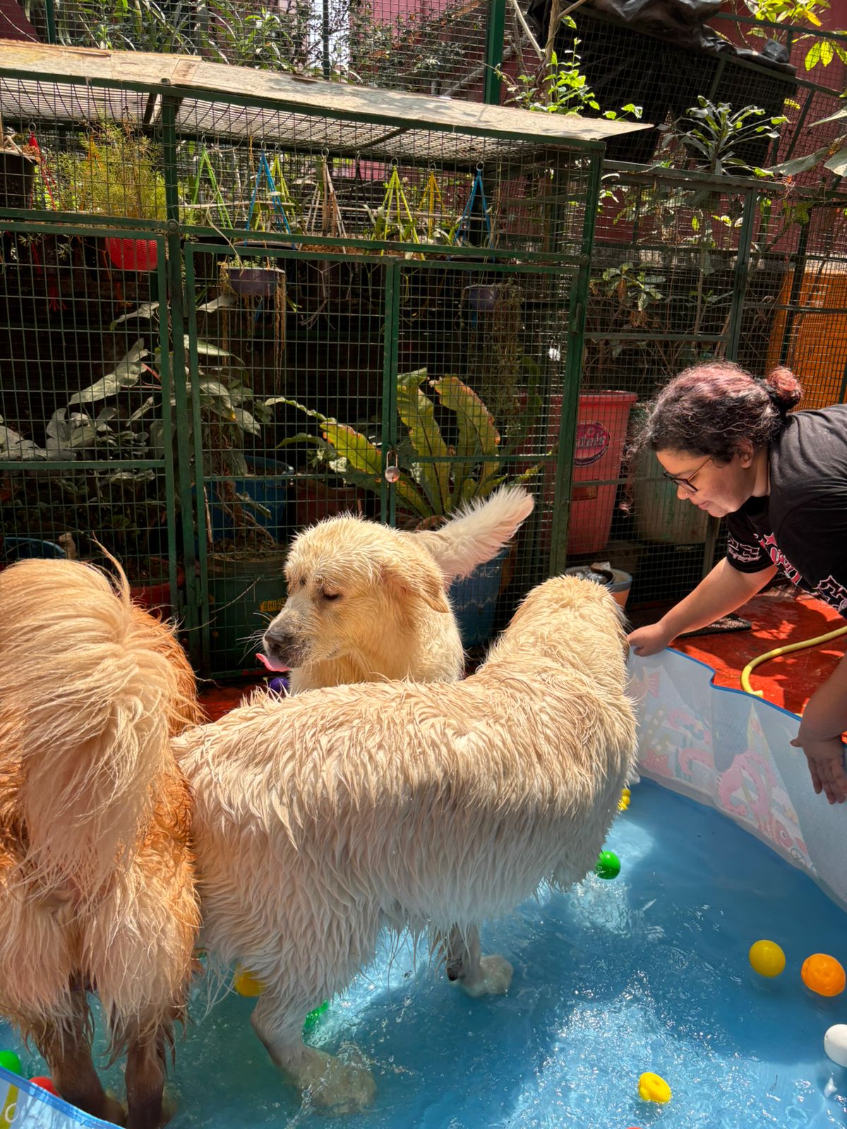 Staff topping up the pool for Golden Retrievers to play at Frndz4Paws pet creche