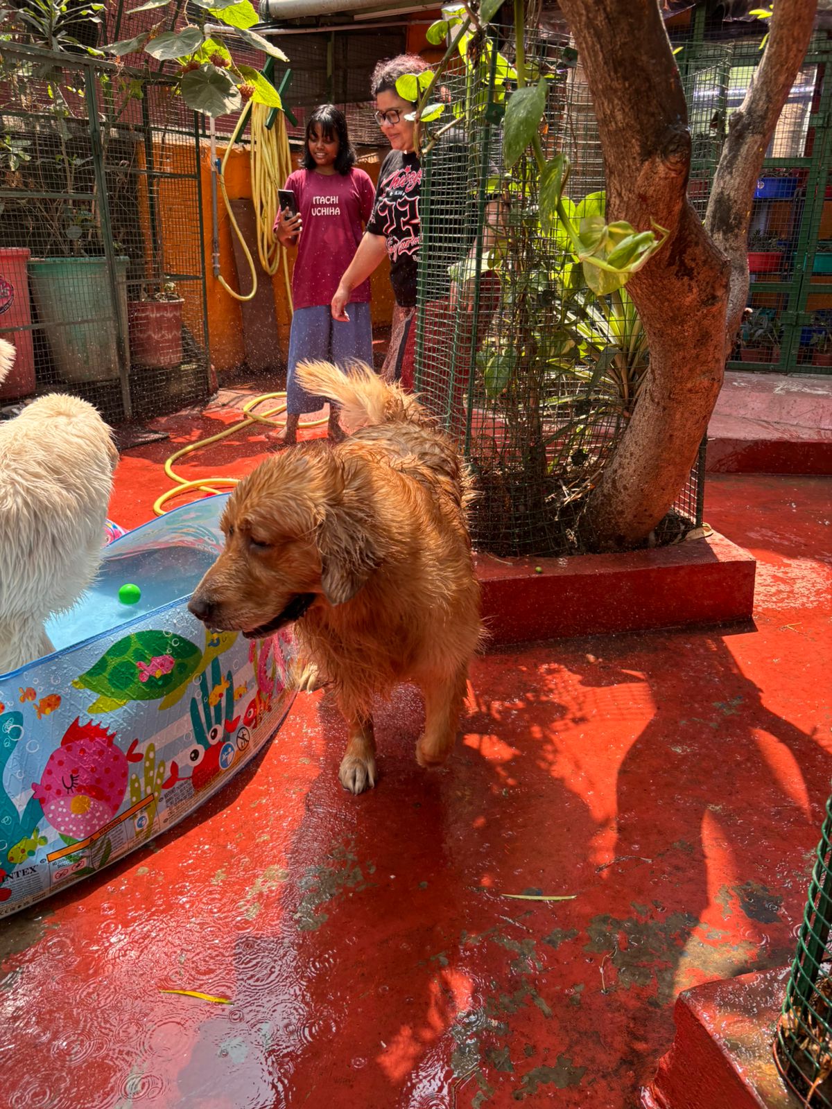 Golden Retriever walking across the sunny courtyard at Frndz4Paws pet creche