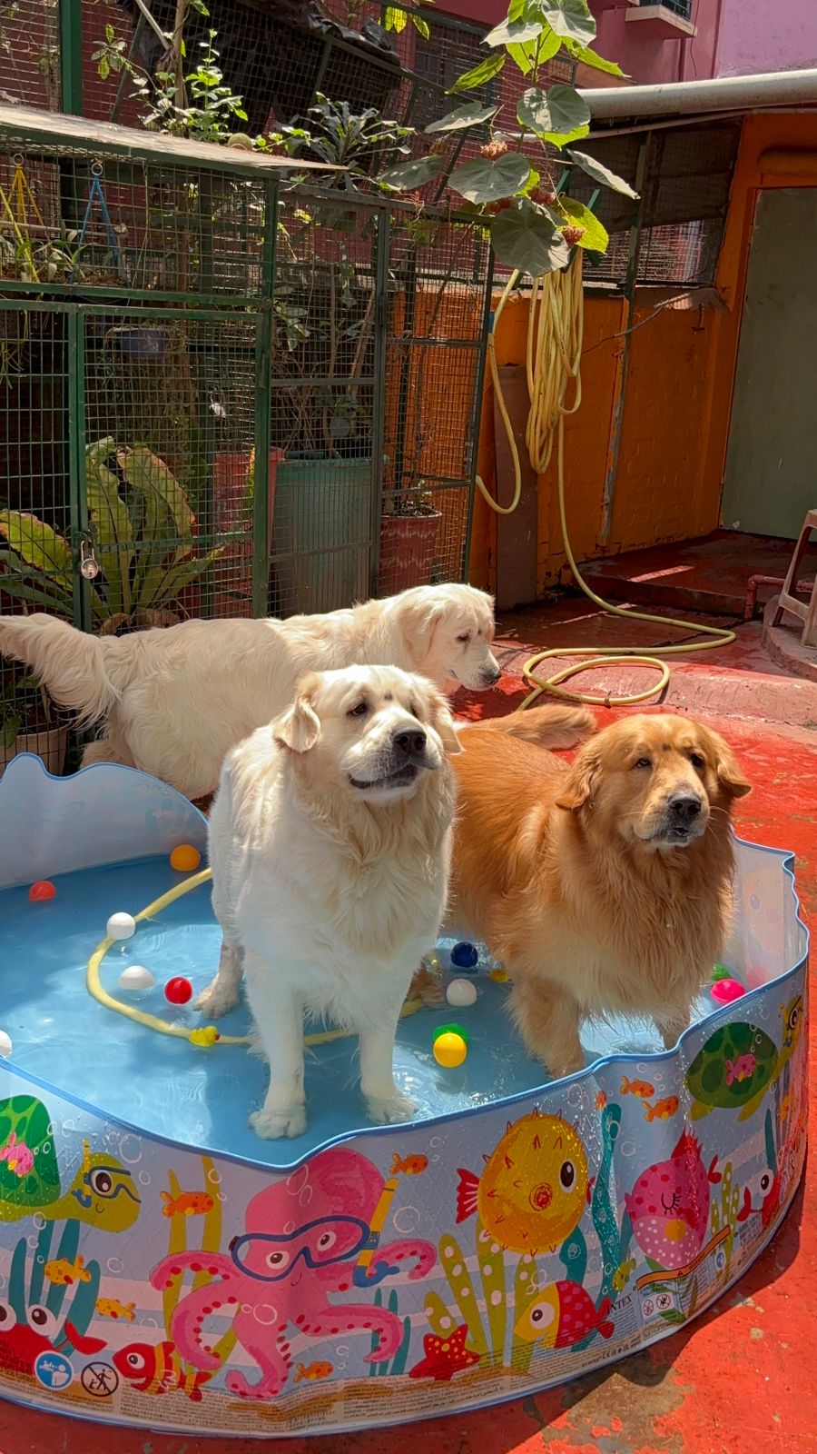 Three Golden Retrievers posing together in the splash pool at Frndz4Paws