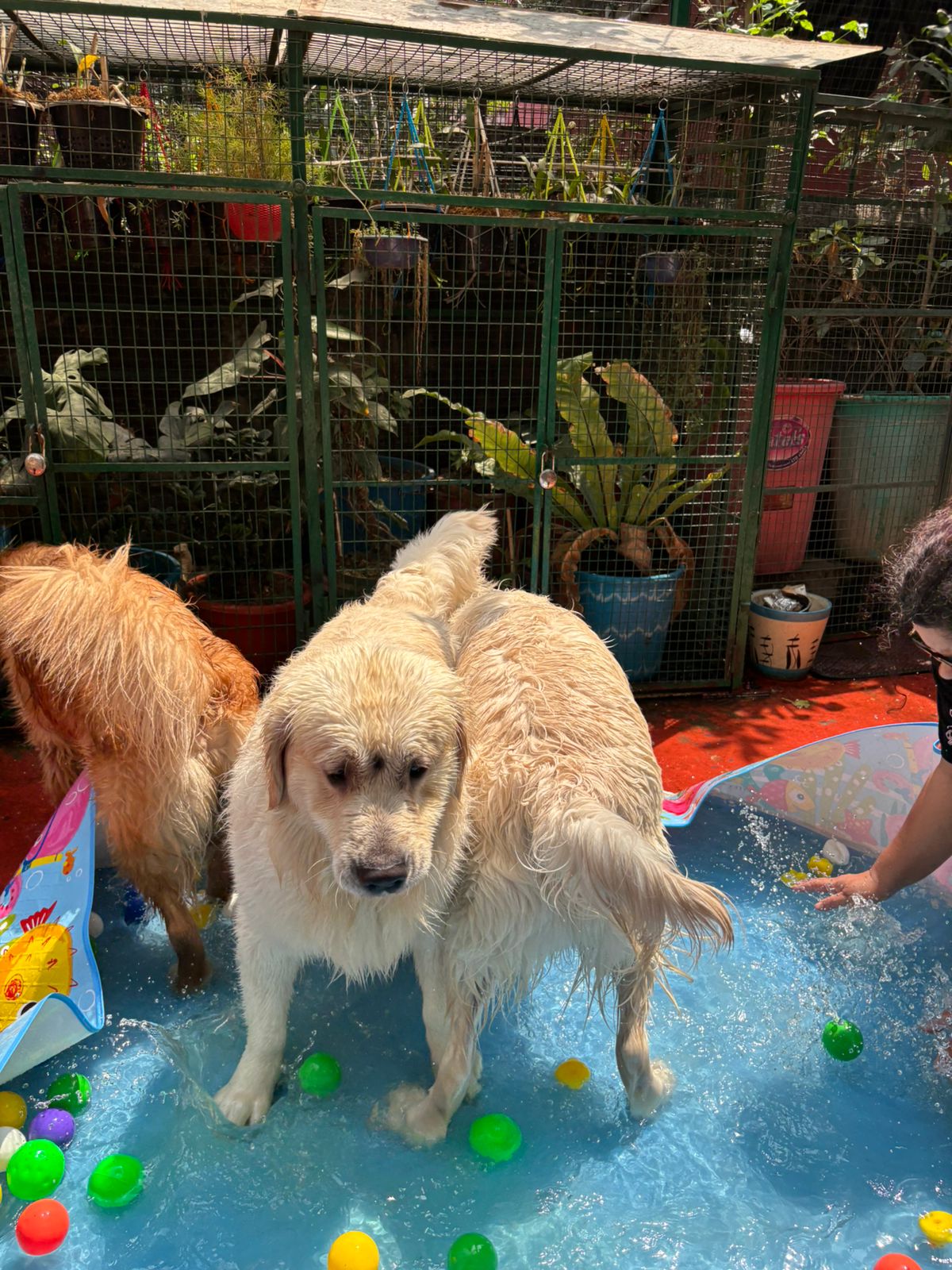 Golden Retriever standing in the cool splash pool at Frndz4Paws pet creche