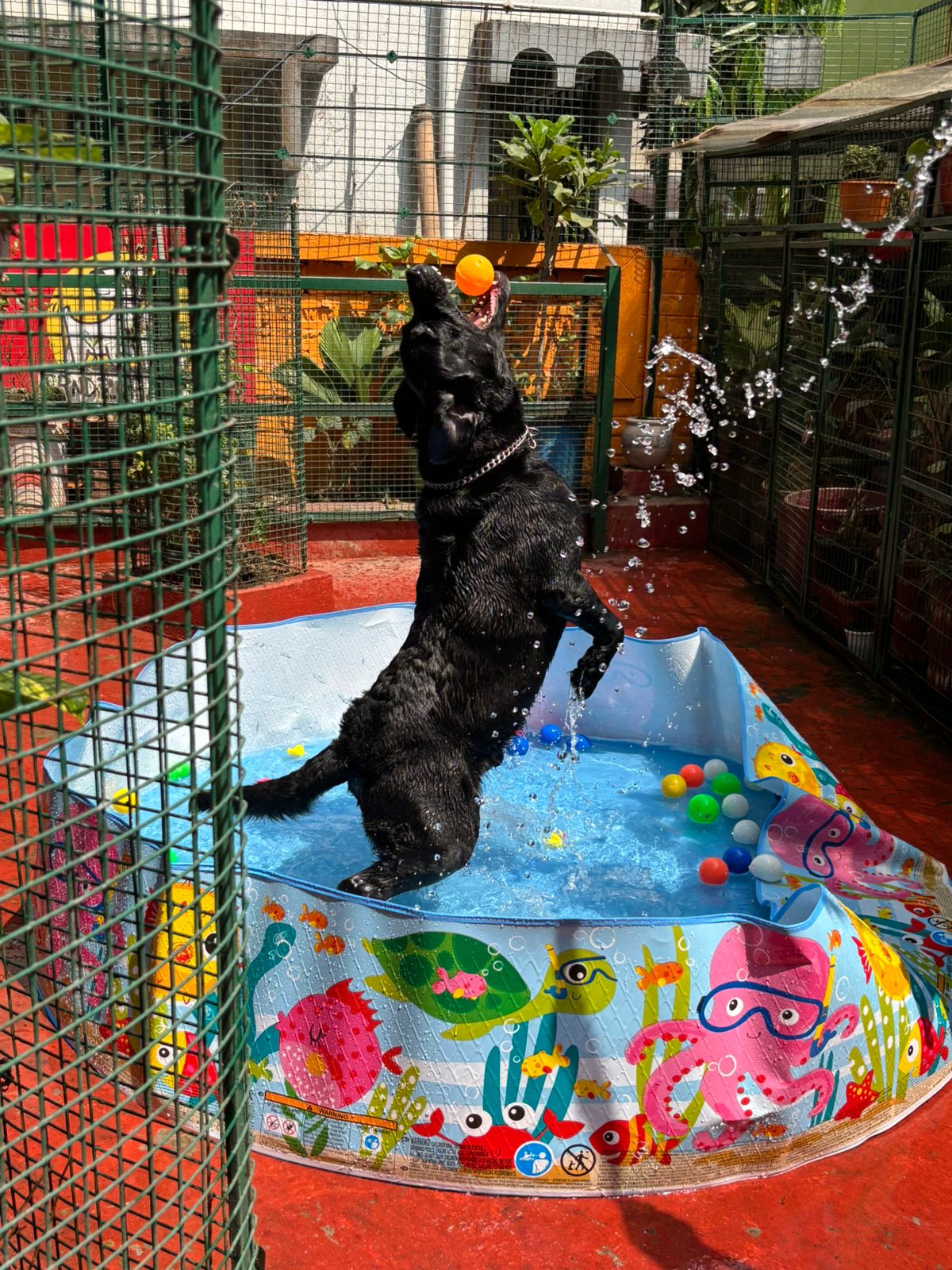Dog jumping to catch a ball with a water splash at Frndz4Paws pet creche