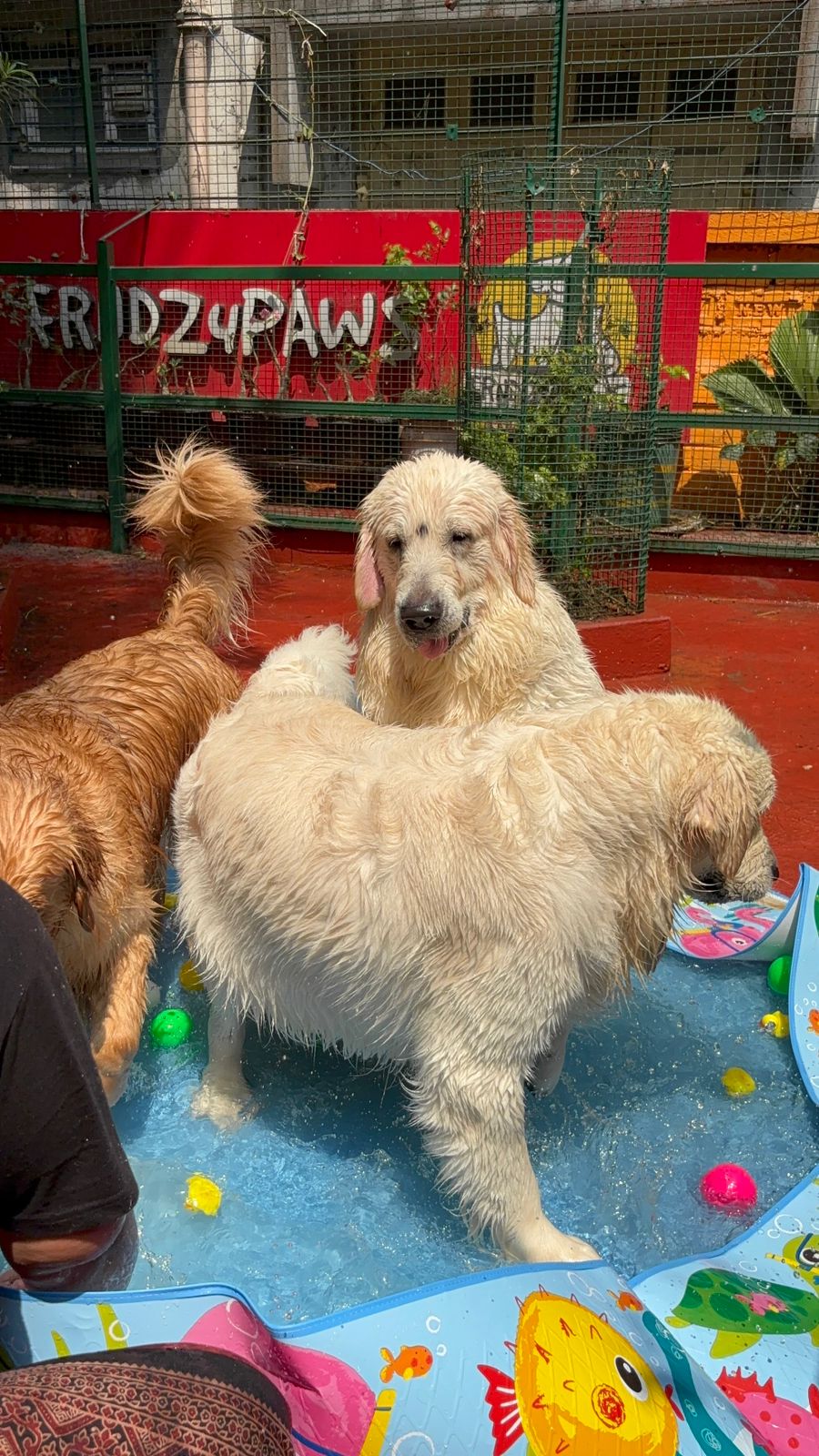 Dogs splashing in the pool at Frndz4Paws