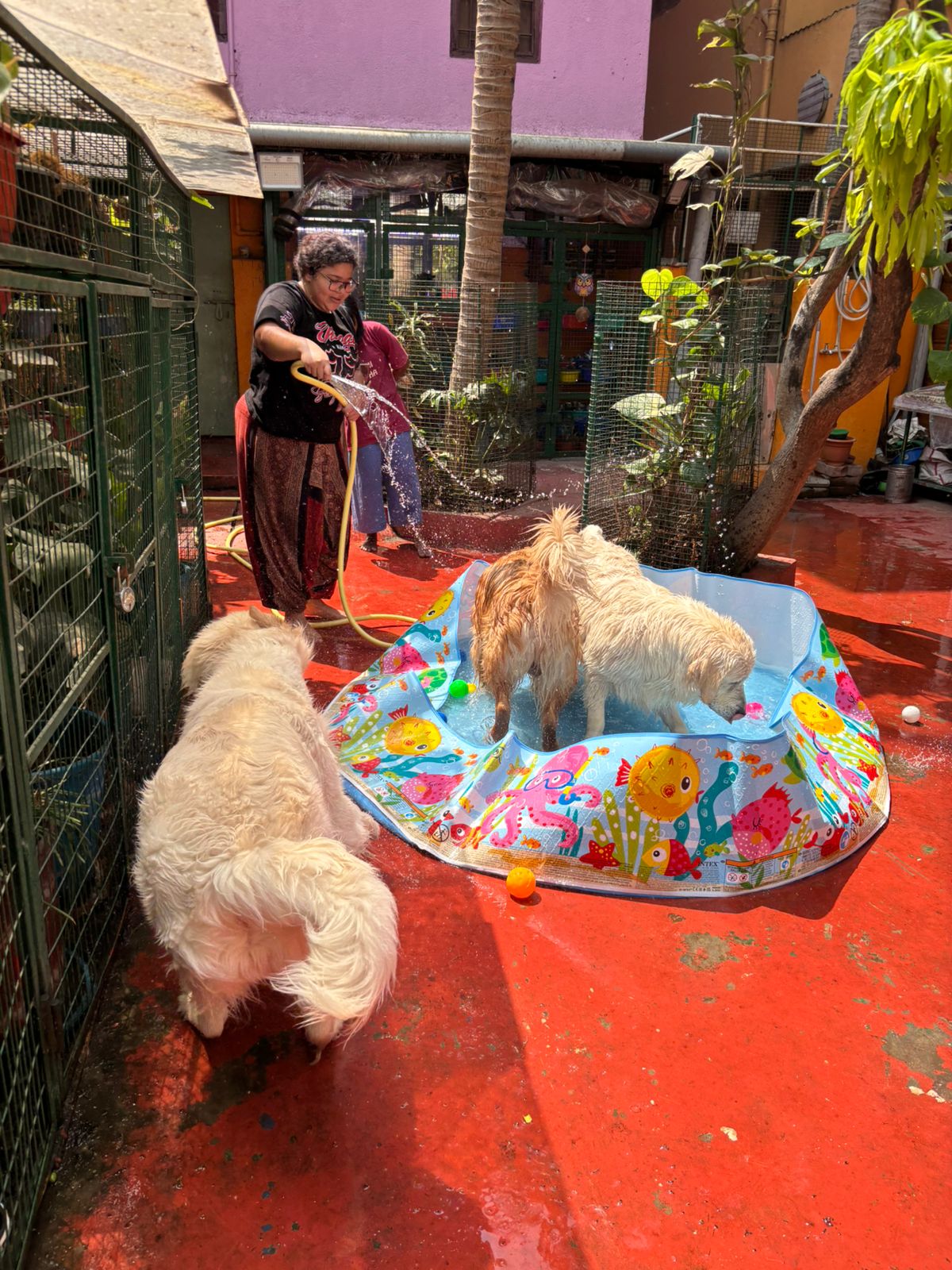 Outdoor play area at Frndz4Paws pet creche