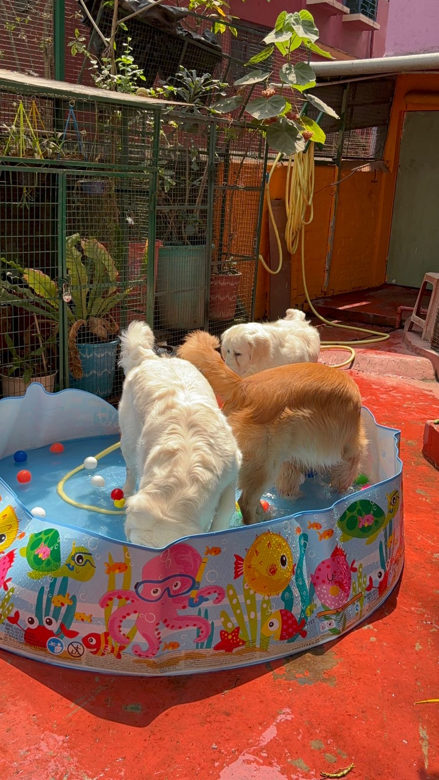Dogs enjoying group playtime at Frndz4Paws pet creche