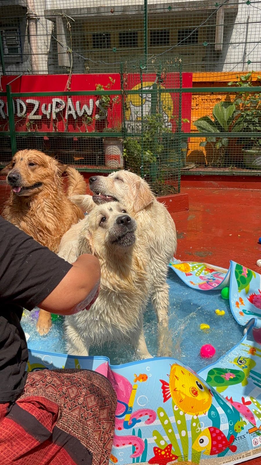 Dogs playing at Frndz4Paws pet creche