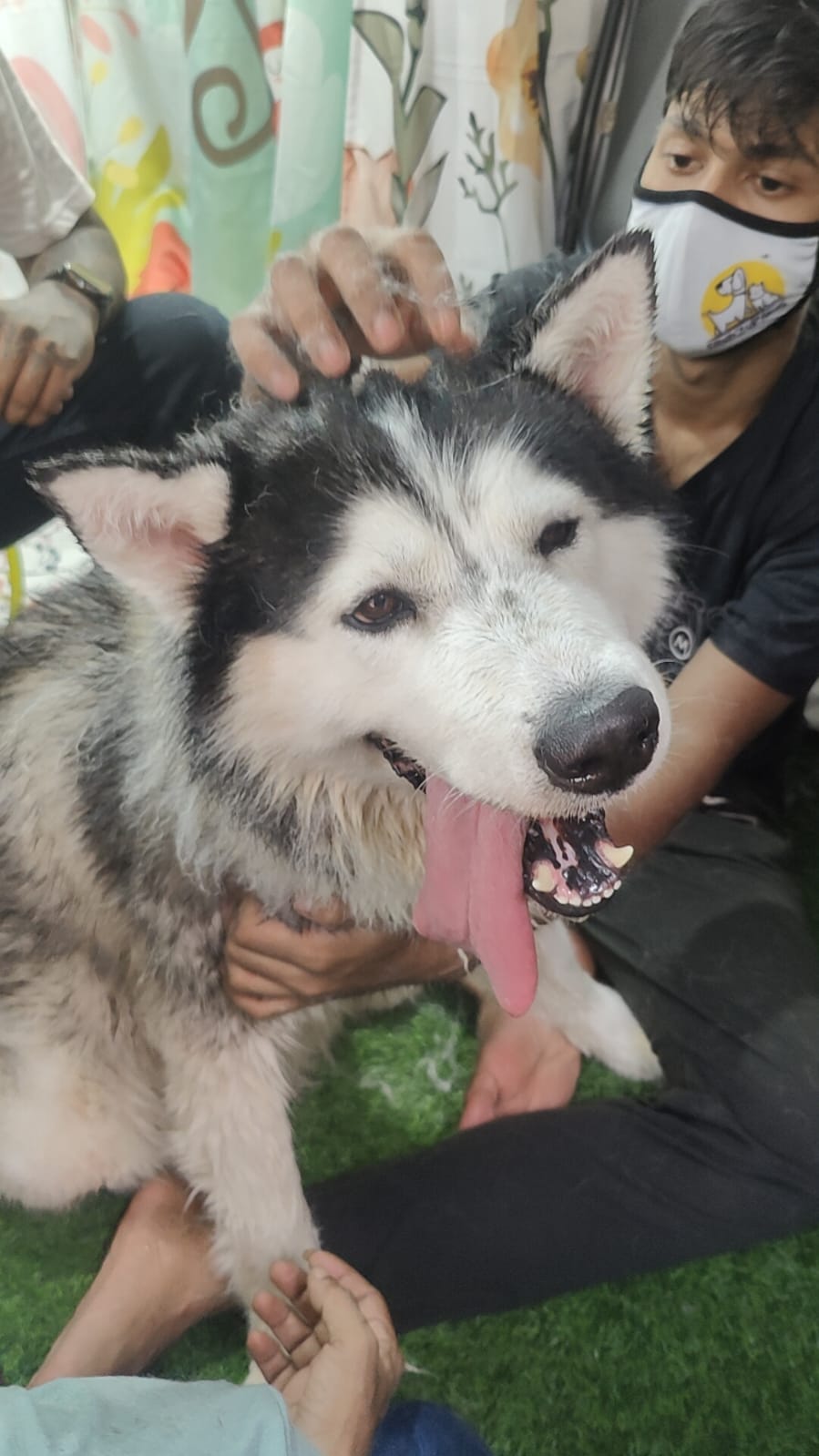 Husky being gently groomed and checked by staff