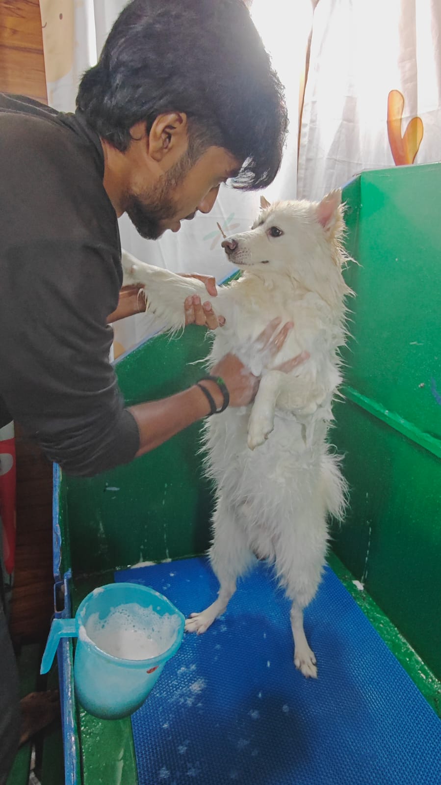 Indian Spitz puppy getting a soapy bath