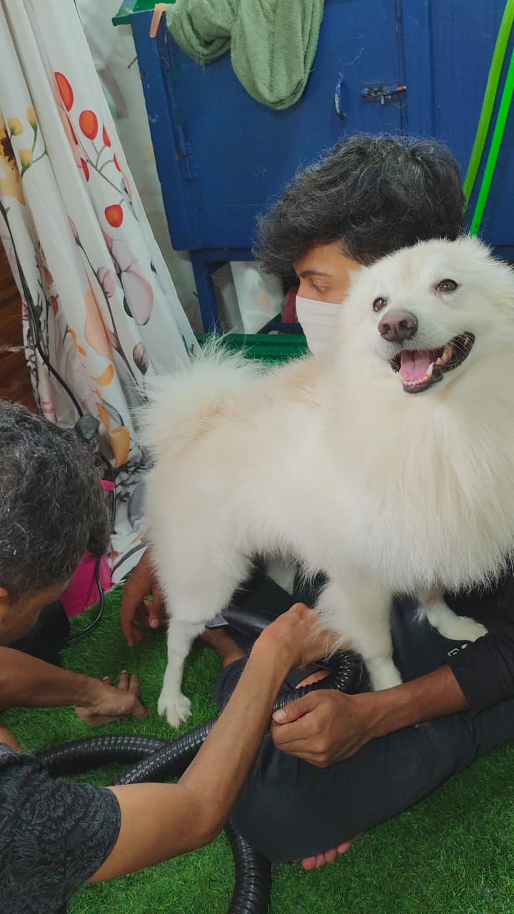 Indian Spitz getting a blow dry after its bath